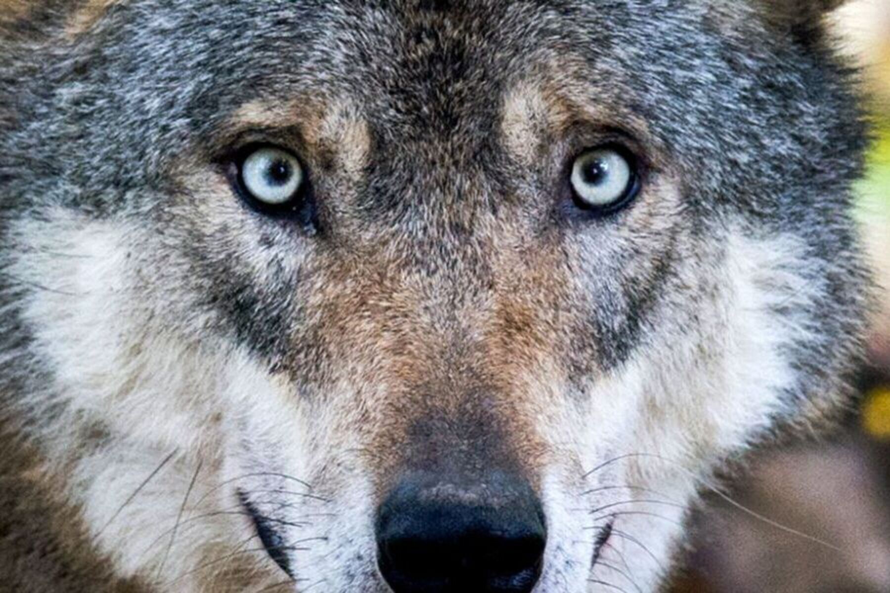 Hamburg: Frau in Einkaufspassage von Wolf ins Gesicht gebissen