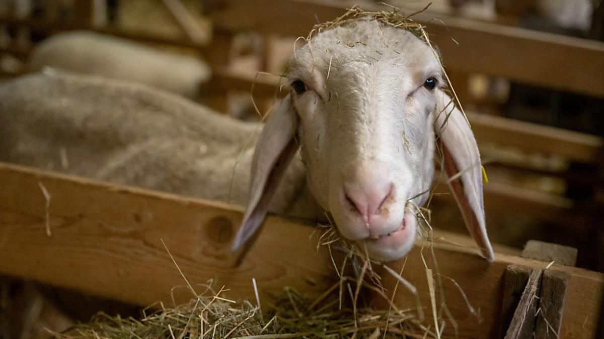 Schafe sind von der Blauzungenkrankheit besonders betroffen | Schafe sind von der Blauzungenkrankheit besonders betroffen