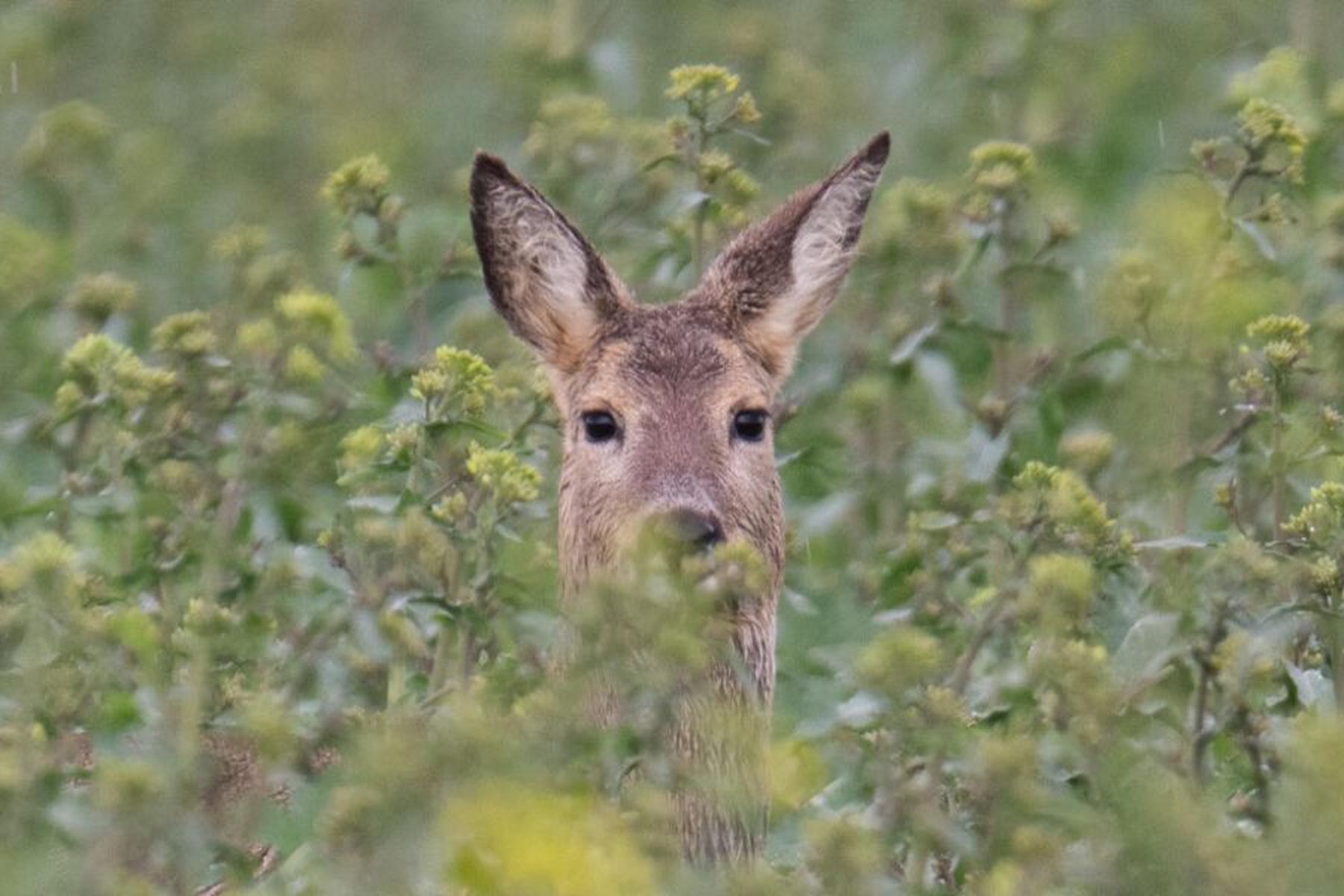 Wien: Totschnig: "Klimafitter" Wald braucht Jagd