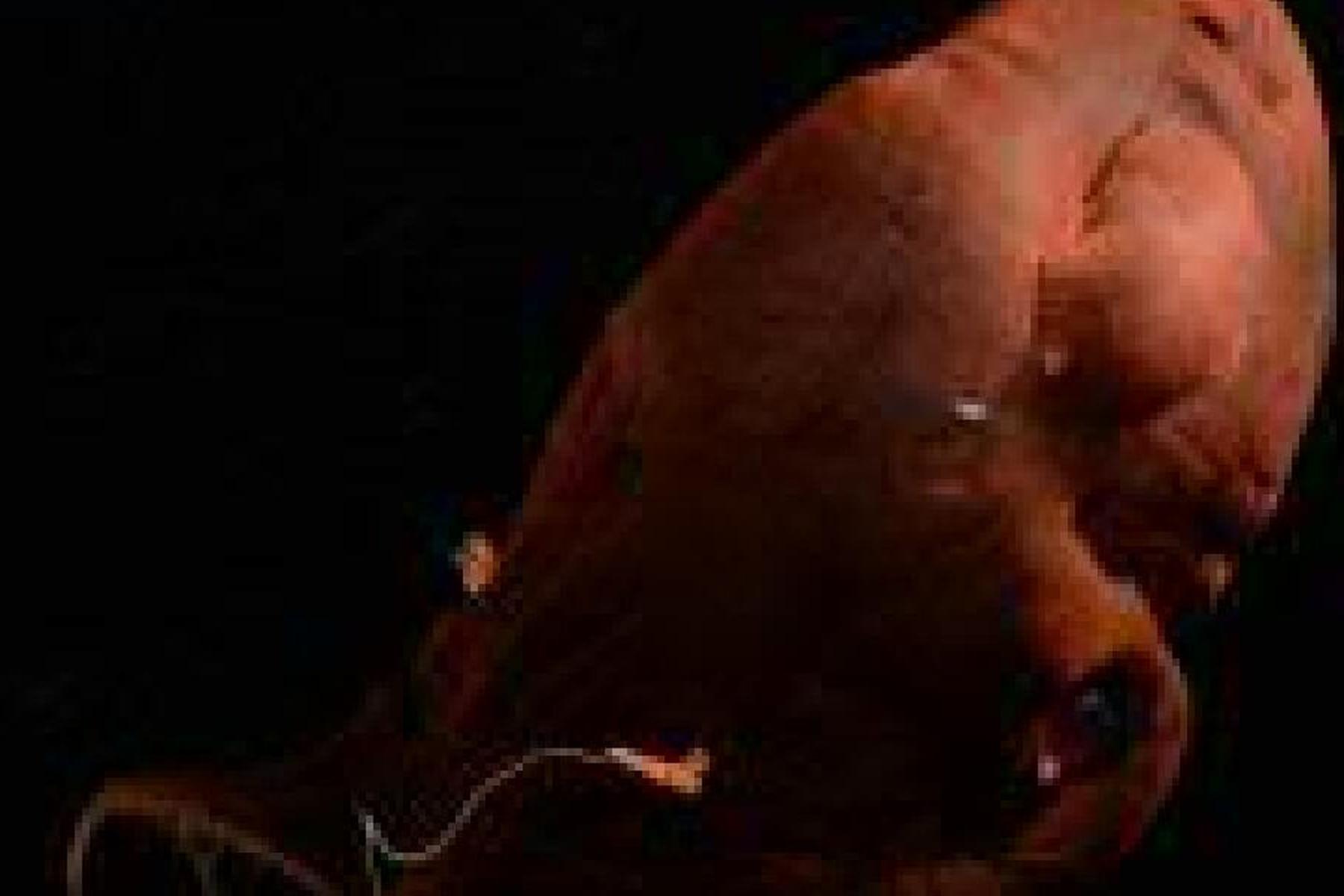 Wien: Vampirtintenfische als genetischer Wälzer für andere Arten