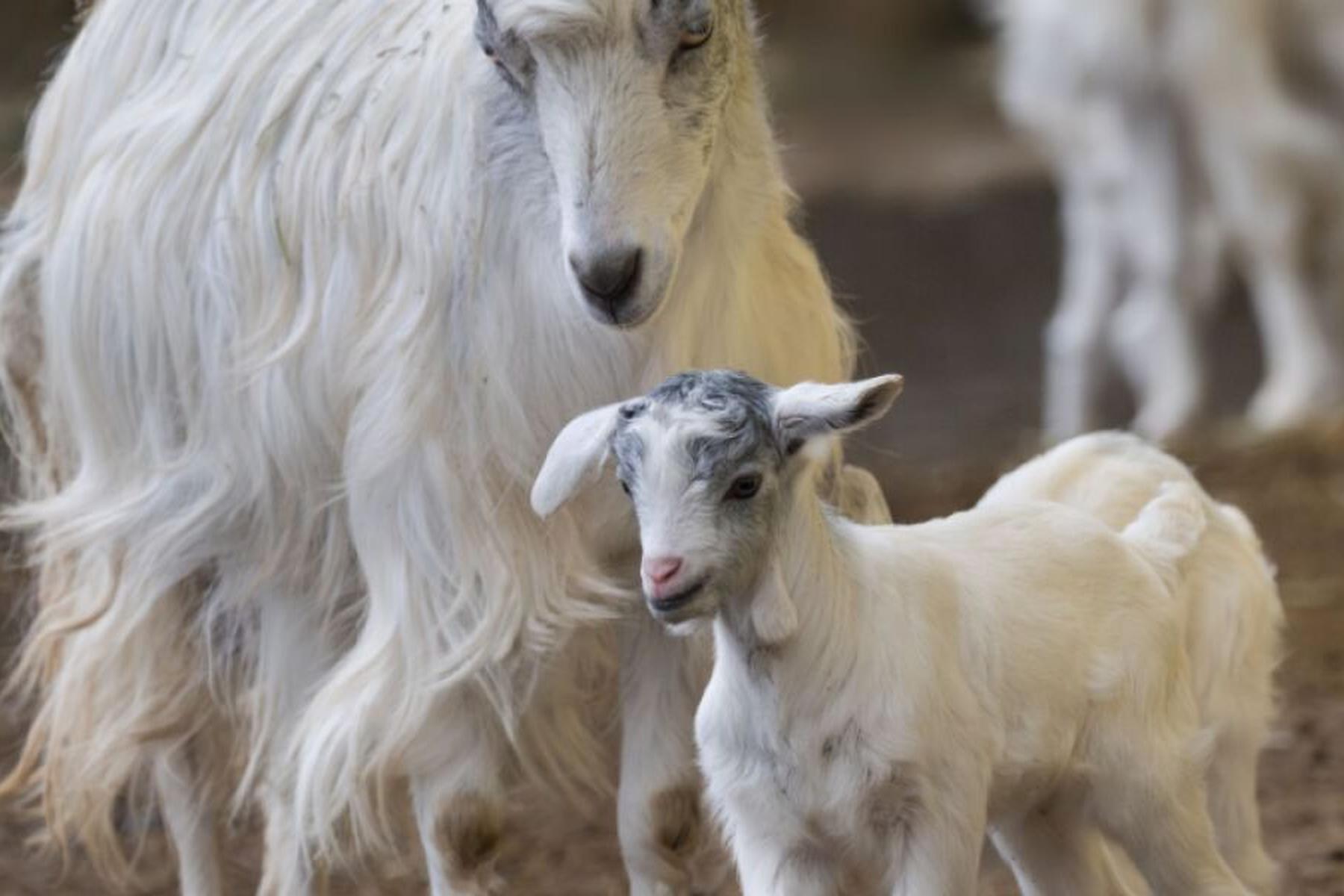 Krenglbach: Weihnachtsnachwuchs bei Girgentanaziegen im Zoo Schmiding