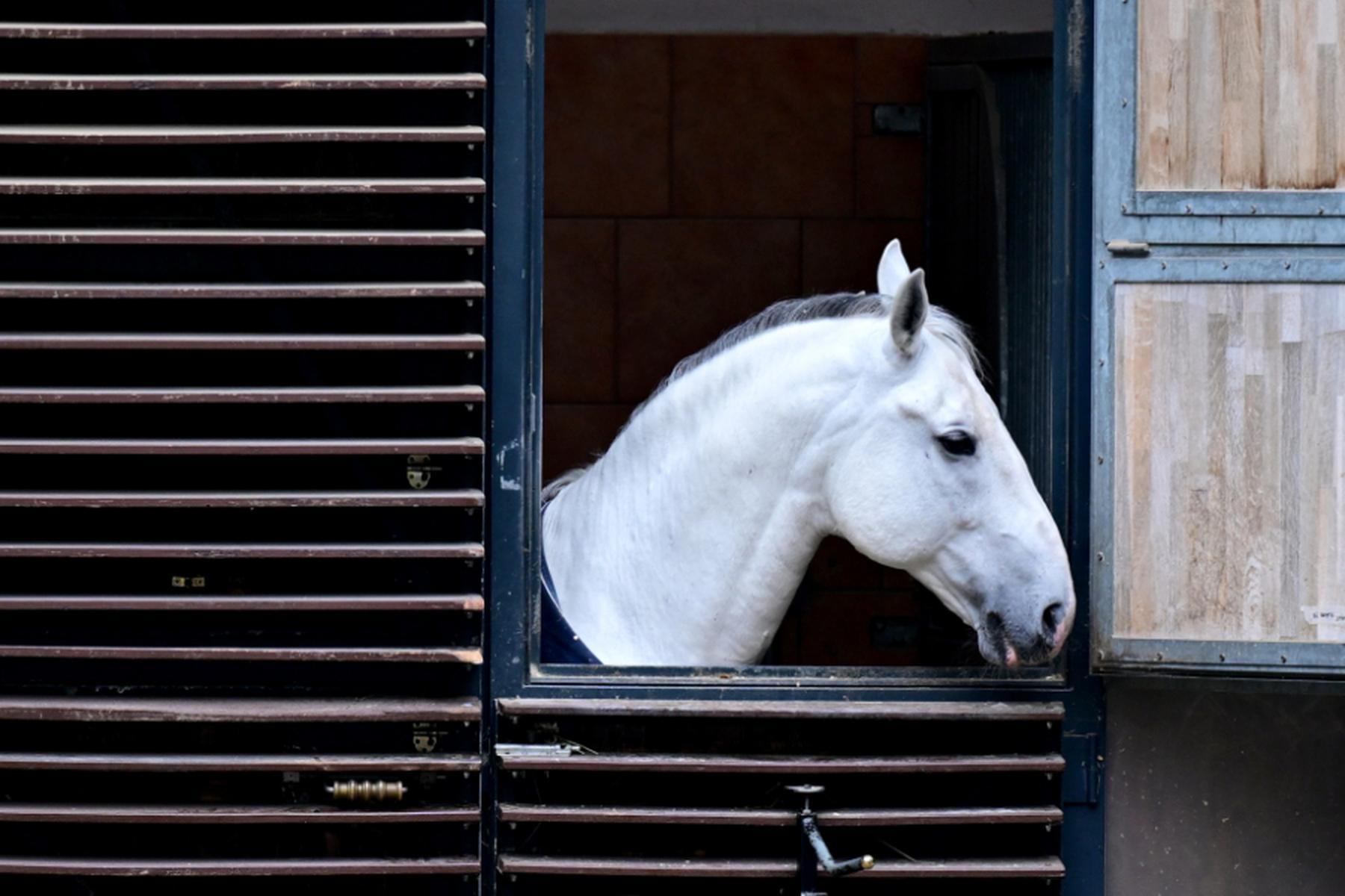 Wien: Totschnig lässt neue Vorwürfe zur Hofreitschule überprüfen