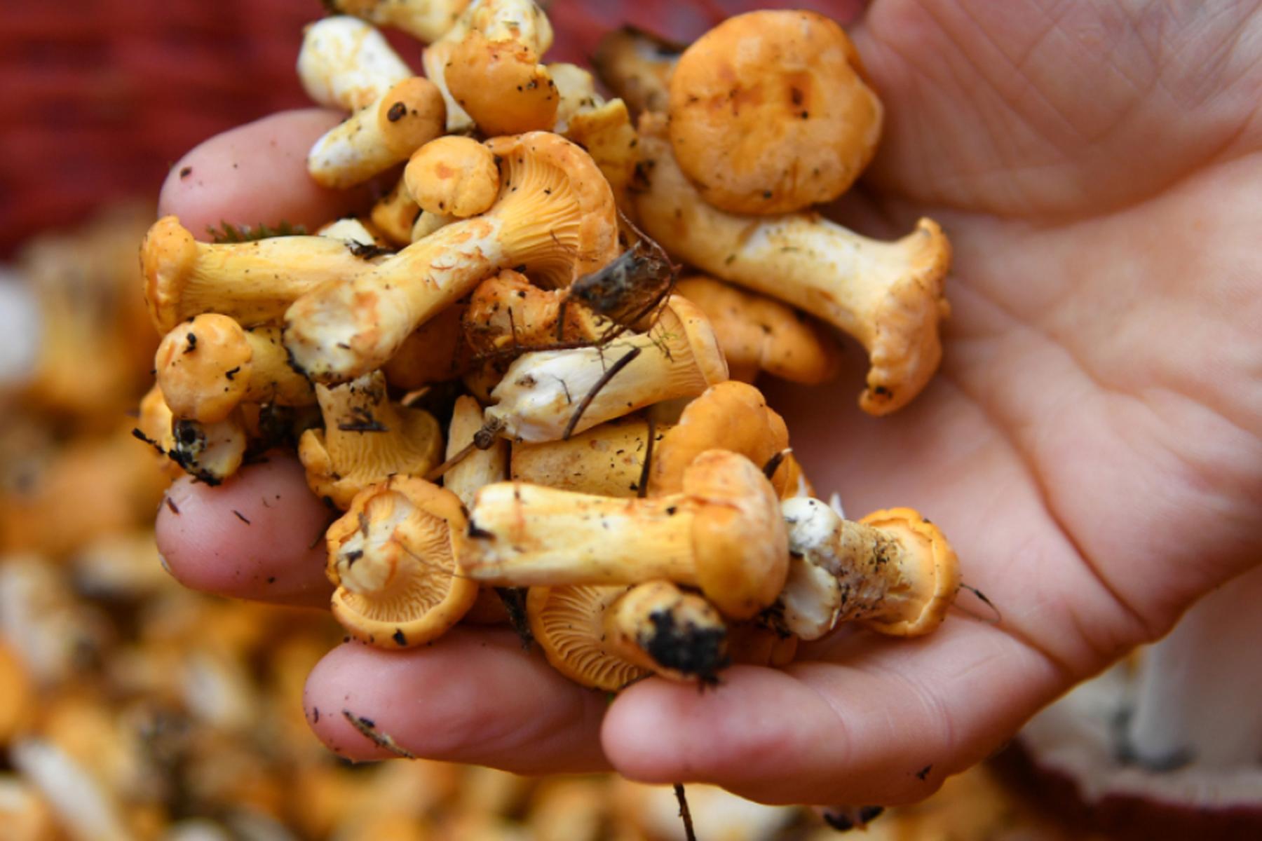 Wien: Pilzwachstum profitiert in Österreich von nassem Sommer