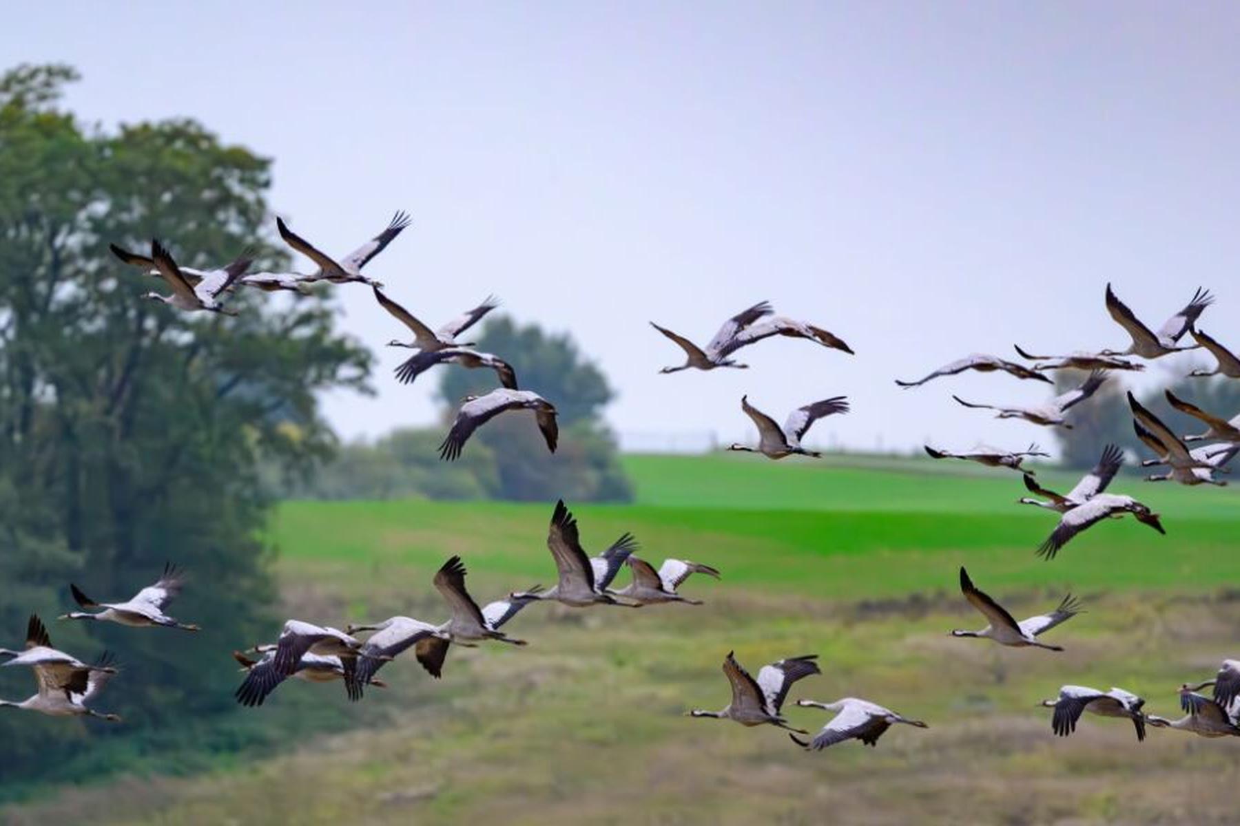 Wien: Zugvögel scheuen eher Neues als Vögel mit festem Wohnsitz