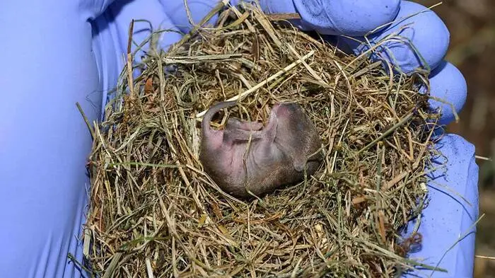 Das wahrscheinlich seltenste Säugetier der Welt | Das wahrscheinlich seltenste Säugetier der Welt