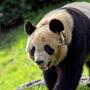 Der Panda-Bestand in der Natur hat sich erholt
