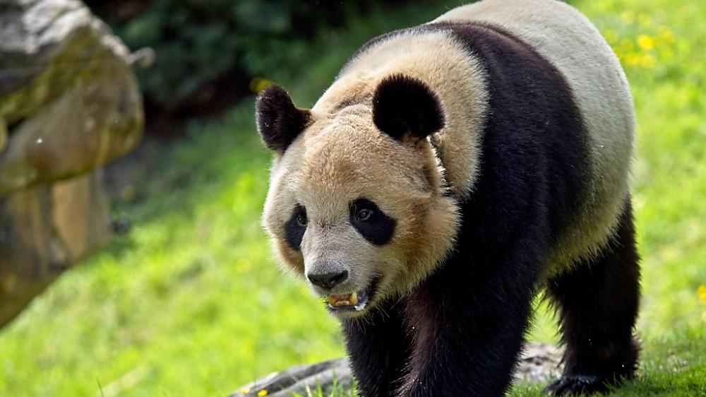 Der Panda-Bestand in der Natur hat sich erholt