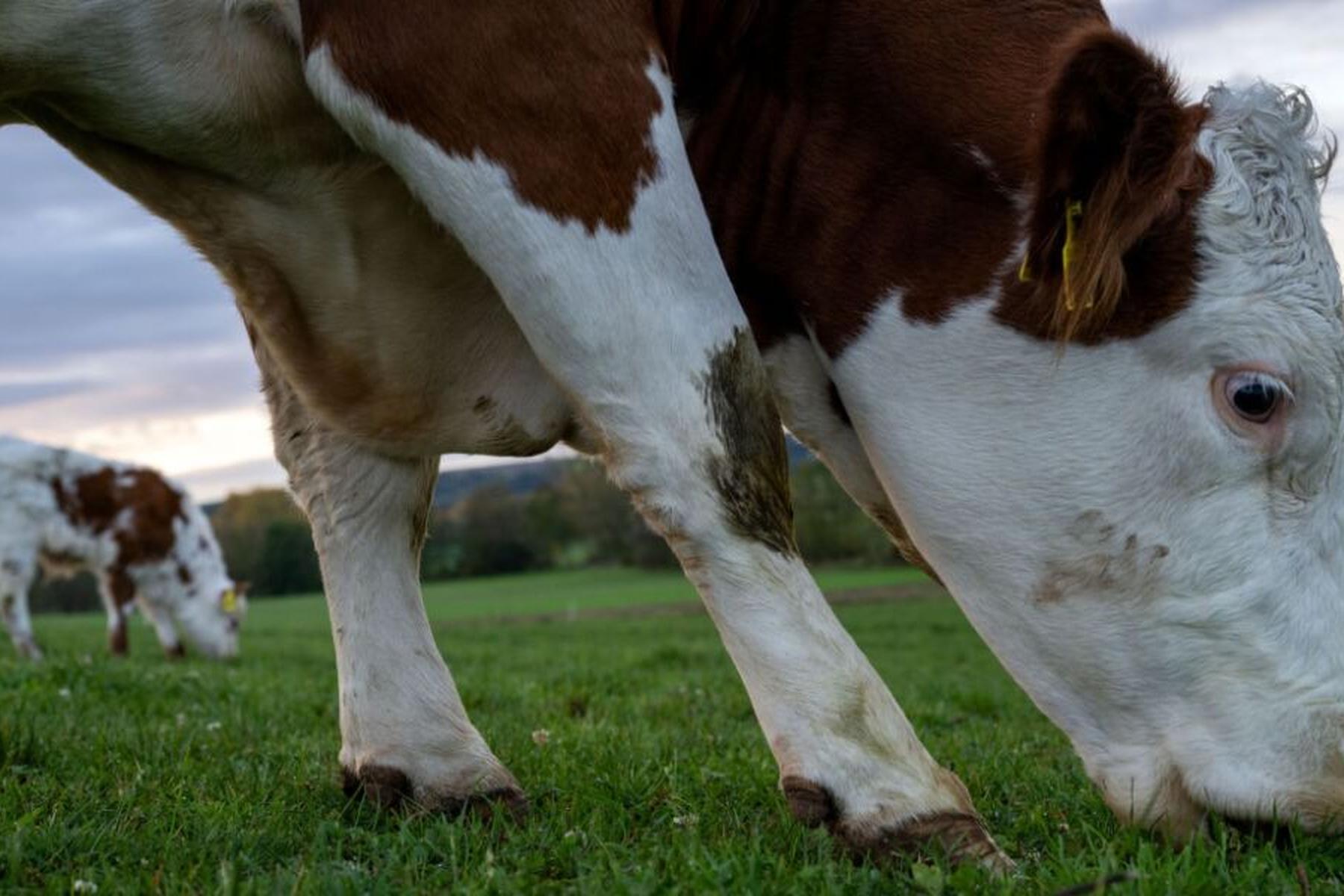 Wien: Lumpy Skin Disease - Die Lage in Österreich und Europa