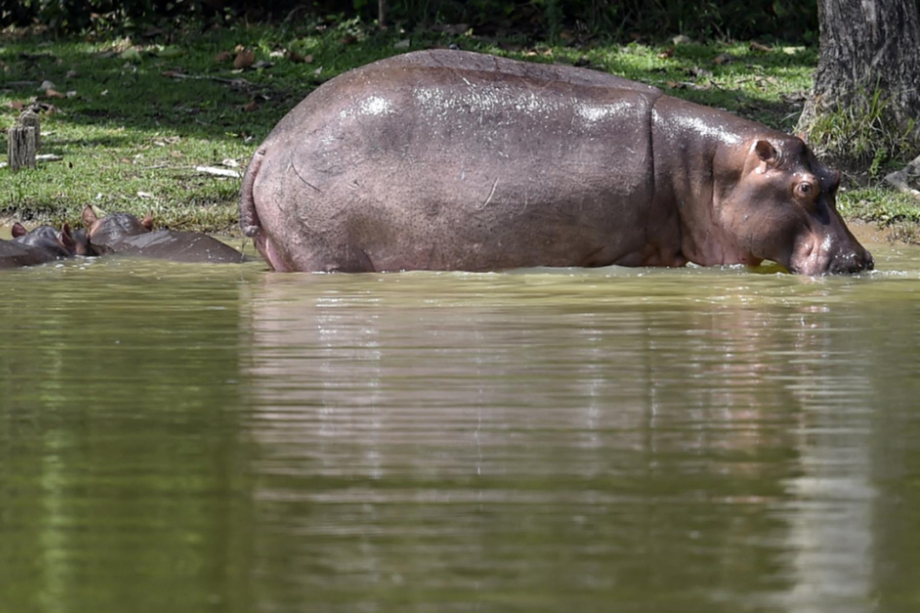 Bujumbura: Frau wegen "Verwandlung in Nilpferd" der Hexerei beschuldigt