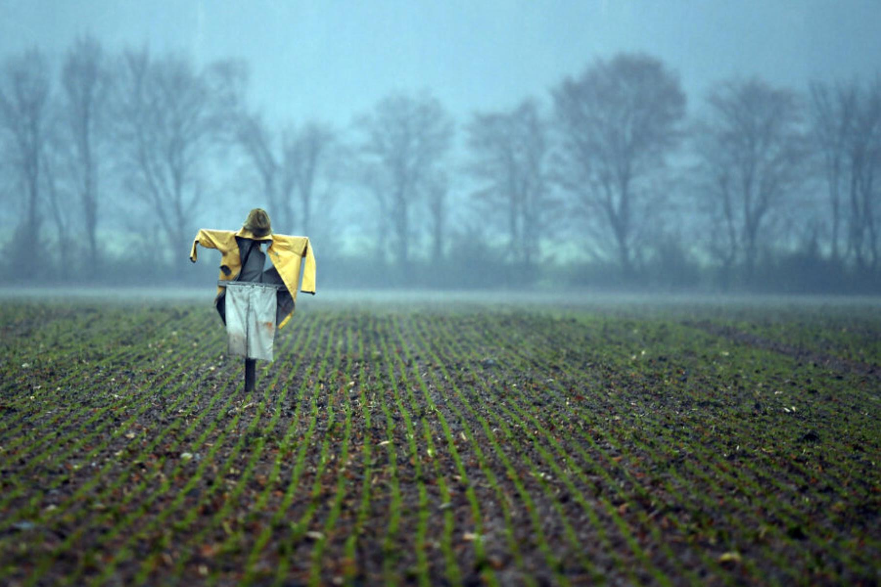 Bern: KI-Vogelscheuchen sollen in Zukunft Rabenvögel überlisten
