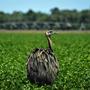 Emus sind die zweitgrößten Laufvögel der Erde | Emus sind die zweitgrößten Laufvögel der Erde