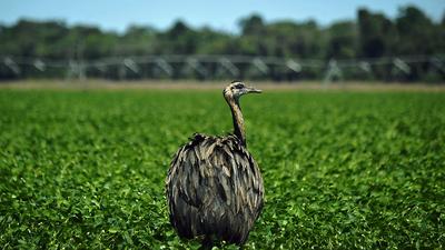 Emus sind die zweitgrößten Laufvögel der Erde | Emus sind die zweitgrößten Laufvögel der Erde