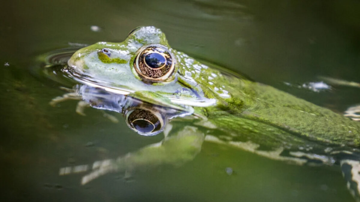 Heute ist Wellttag der Frösche | Heute ist Wellttag der Frösche