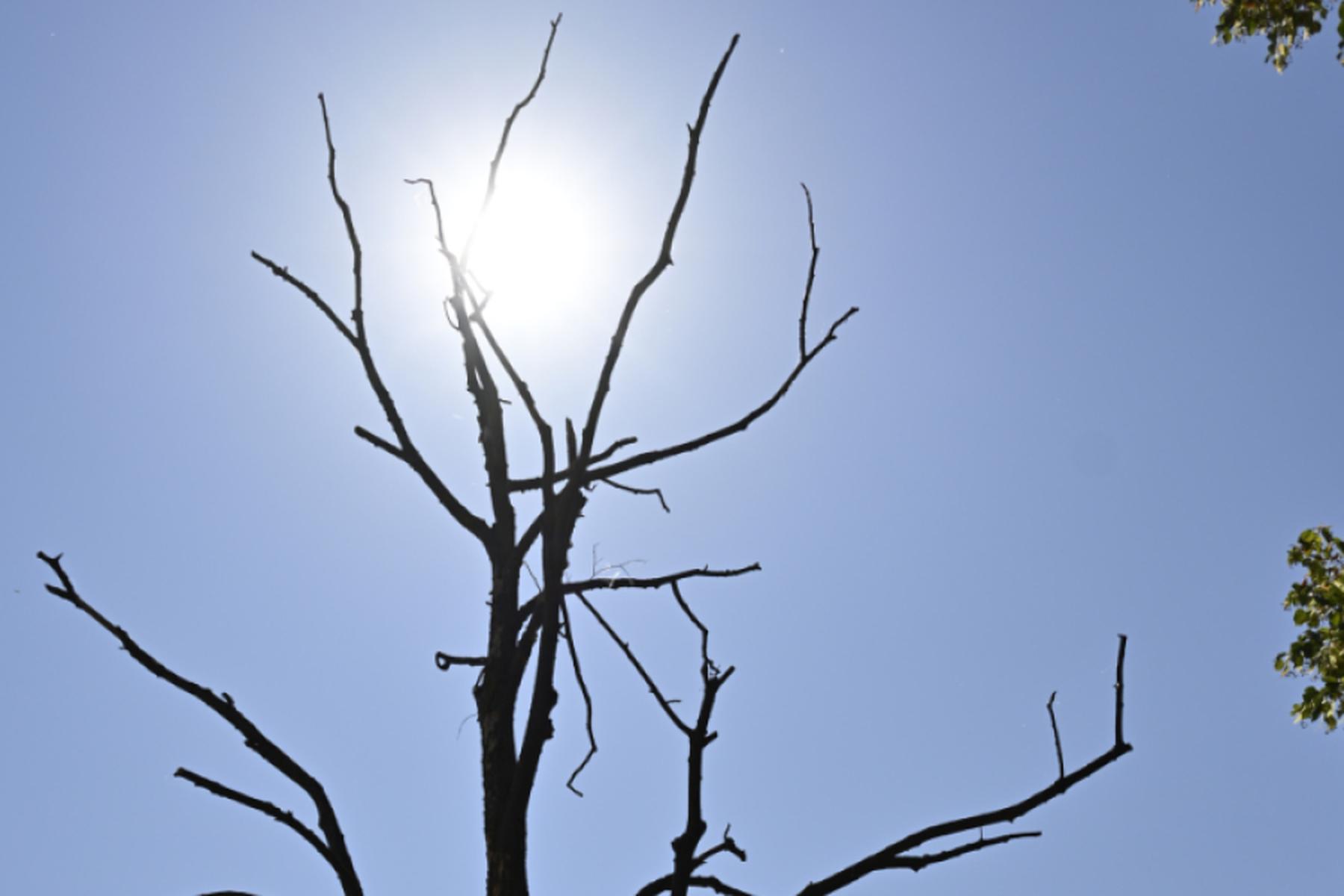 Bonn: 2025 war drittwärmstes Jahr seit Beginn der Aufzeichnungen