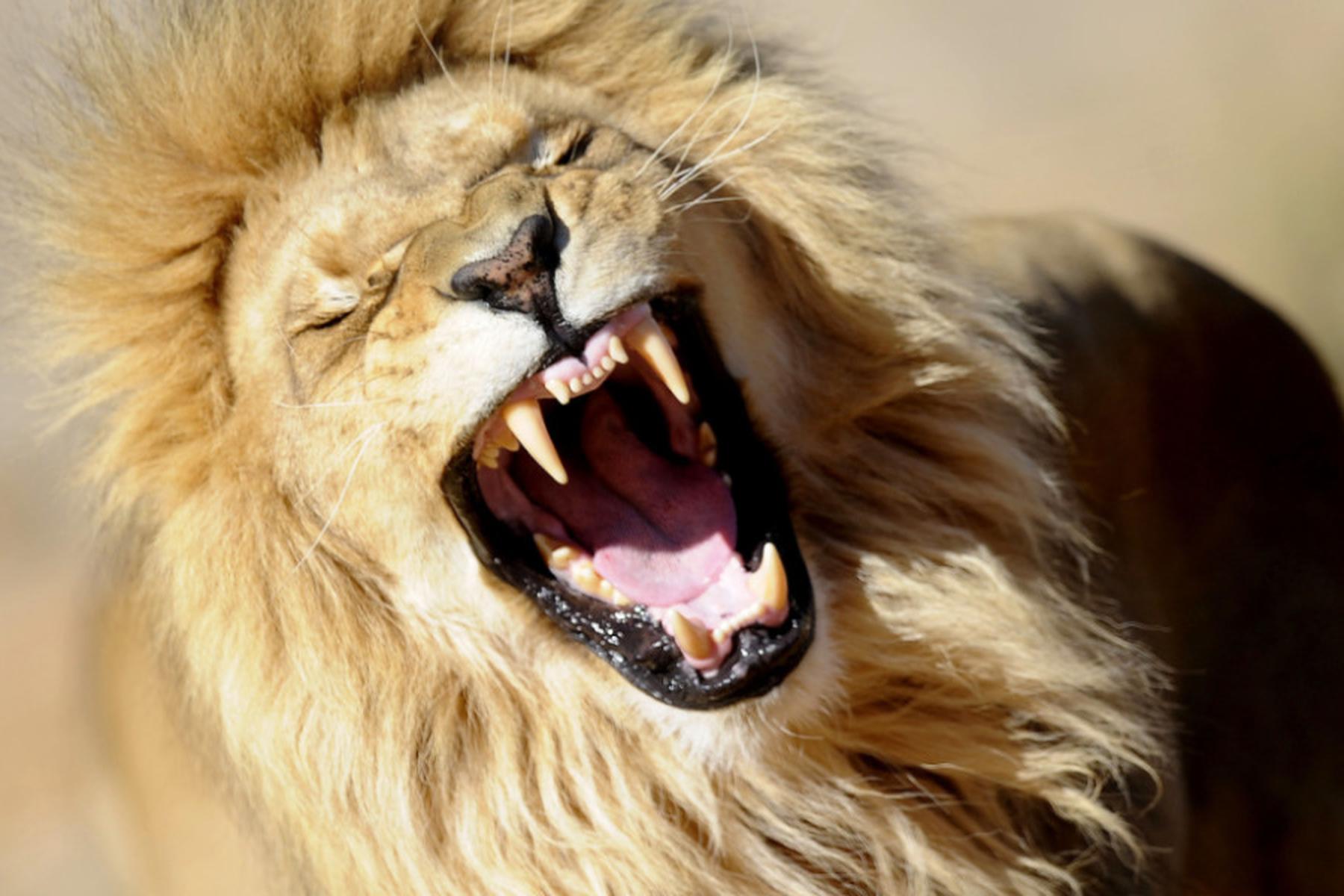 Bangkok: Löwen töten Mitarbeiter von Safaripark in Bangkok