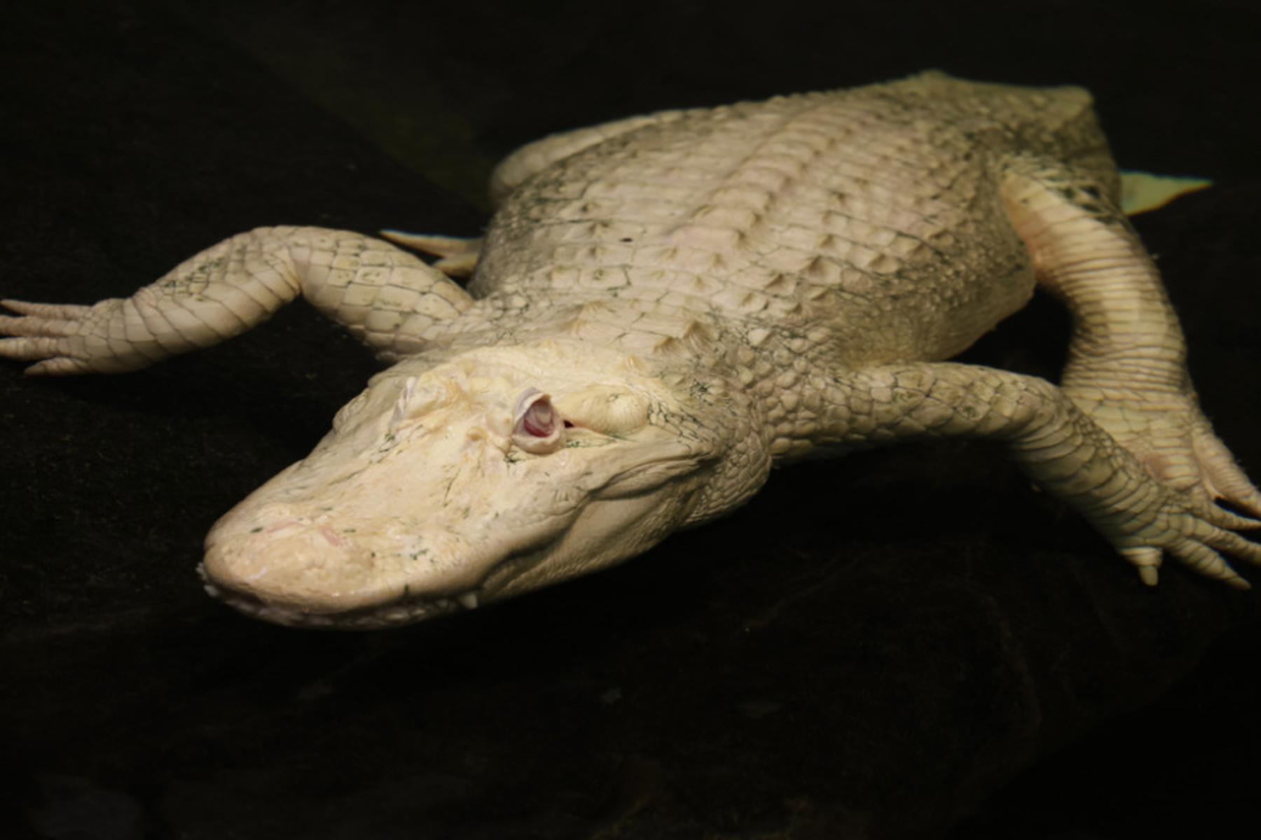San Francisco: Albino-Alligator Claude in den USA gestorben