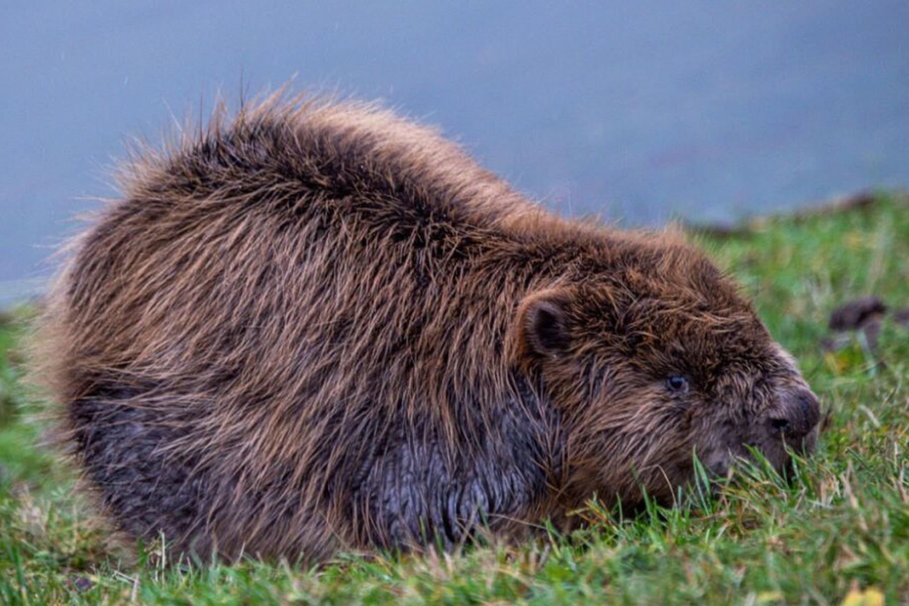 Linz: Oberösterreich erlaubt Abschuss von 158 Bibern pro Saison