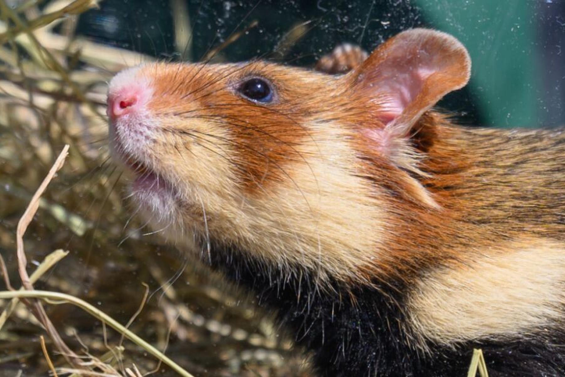 München: Hamster steckte mit Po fest: Feuerwehreinsatz in München