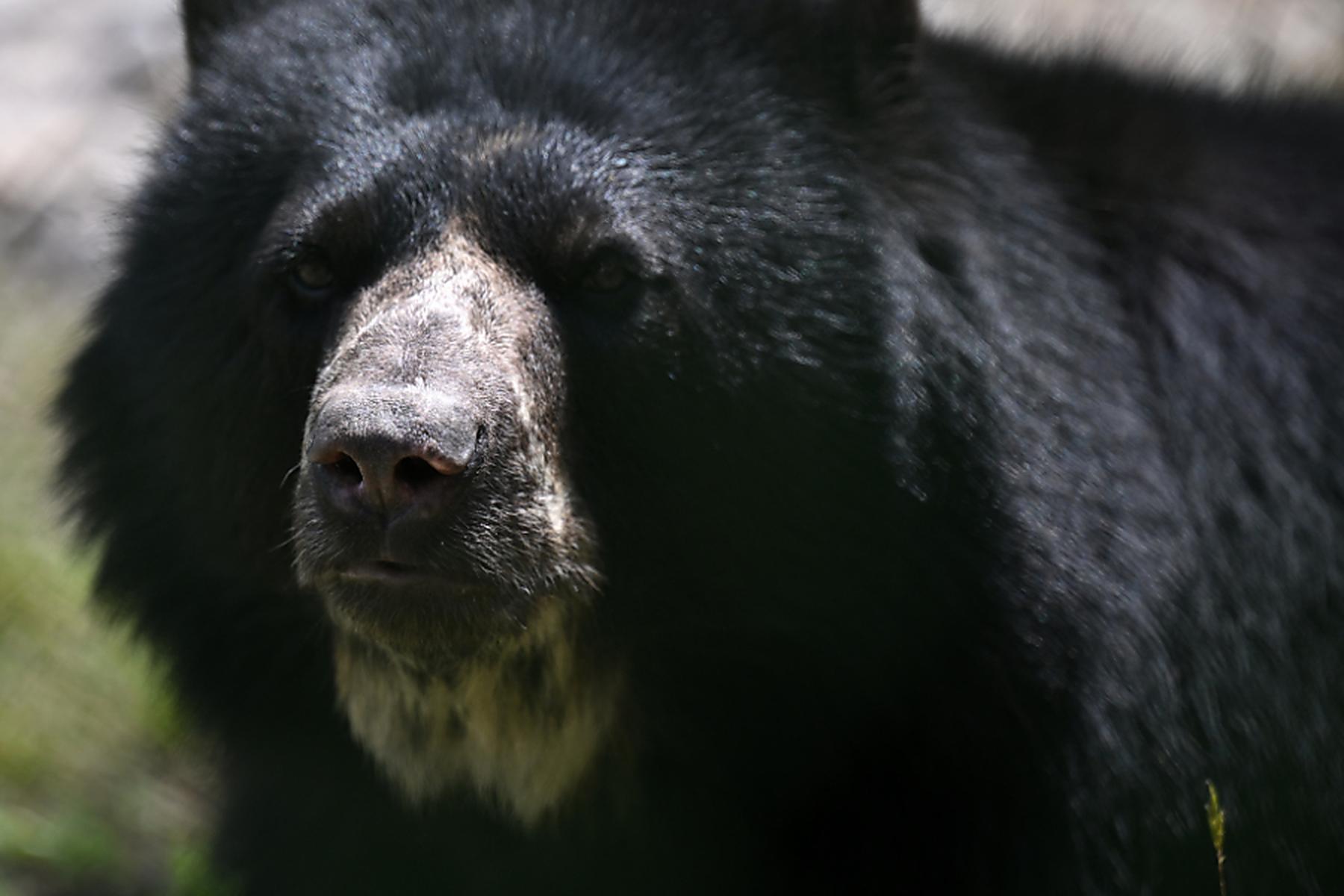 Bukarest: Junge Touristin in Rumänien von Bär getötet
