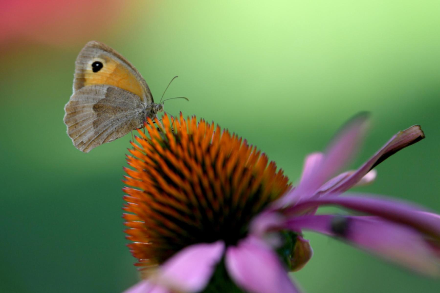 Innsbruck: Innsbrucker Forscher optimierten KI-Schmetterlingserkennung