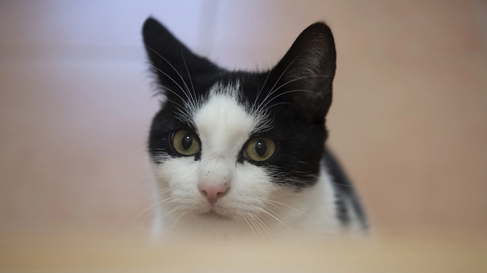 Wann toben sich Hauskatzen an Möbeln aus? | Wann toben sich Hauskatzen an Möbeln aus?