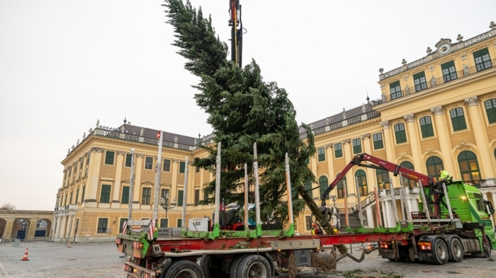 Tanne stammt aus dem Forstbetrieb Traun-Innviertel | Tanne stammt aus dem Forstbetrieb Traun-Innviertel