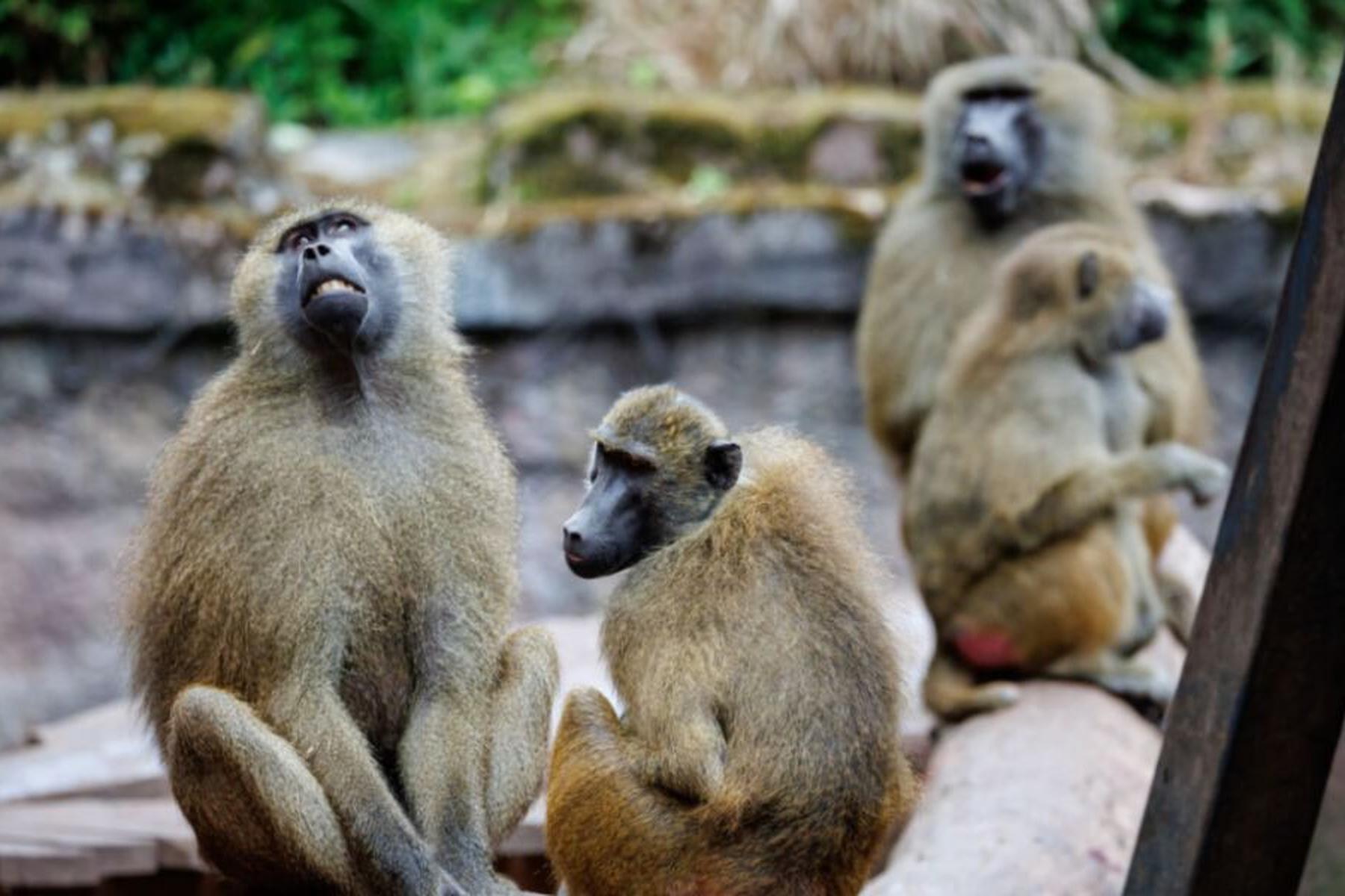 Nürnberg: Weiter Debatte um Pavian-Tötungspläne in Nürnberger Zoo