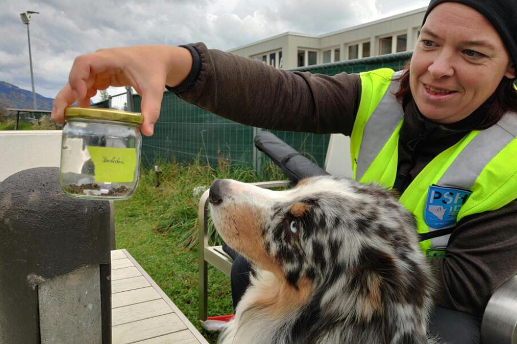 Bregenz: Artenschutzhund hilft in Vorarlberg bei Fledermaus-Suche