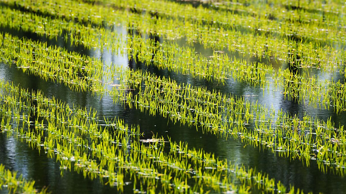 Nassenanbau von Reispflanzen | Nassenanbau von Reispflanzen