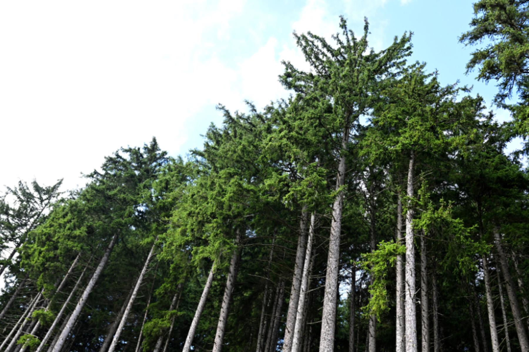 Purkersdorf: Heimische Wälder profitierten vom feuchten Wetter