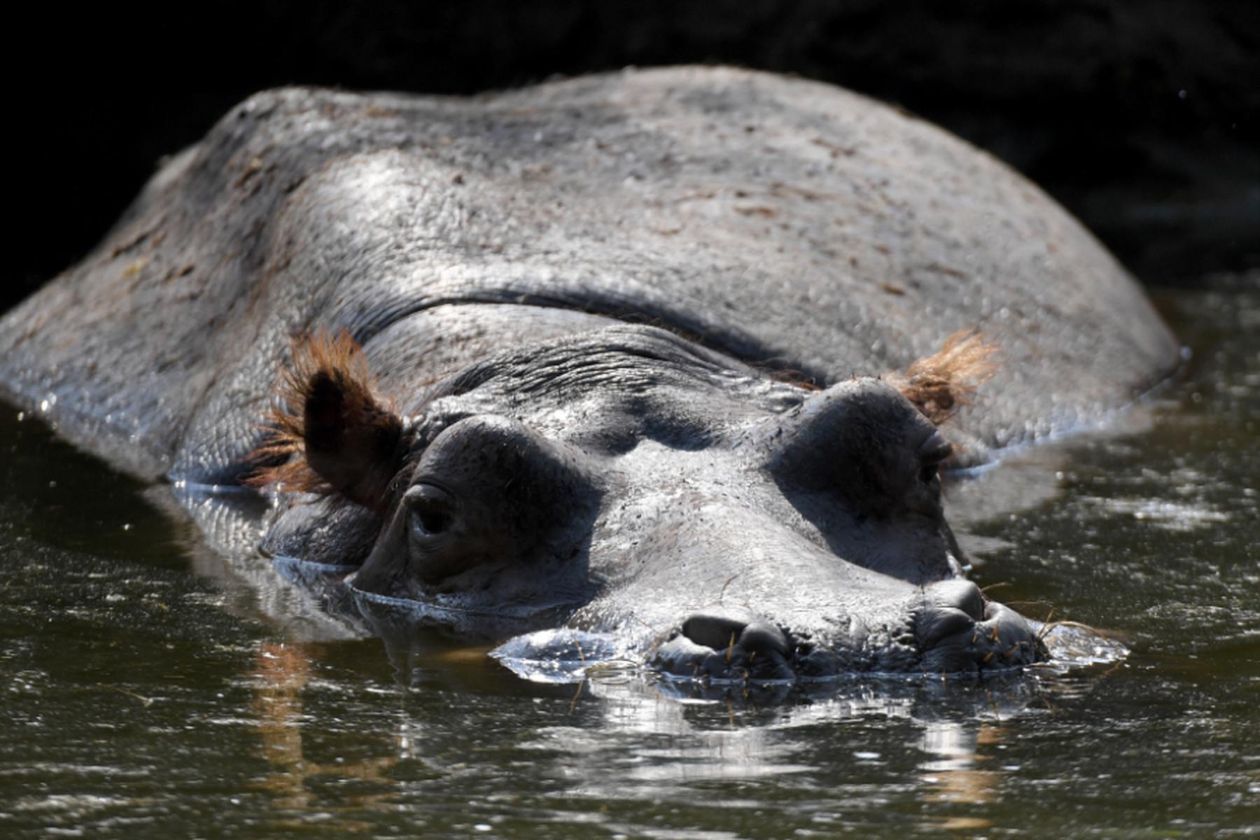Abidjan: Offenbar elf Tote durch Flusspferd in der Elfenbeinküste