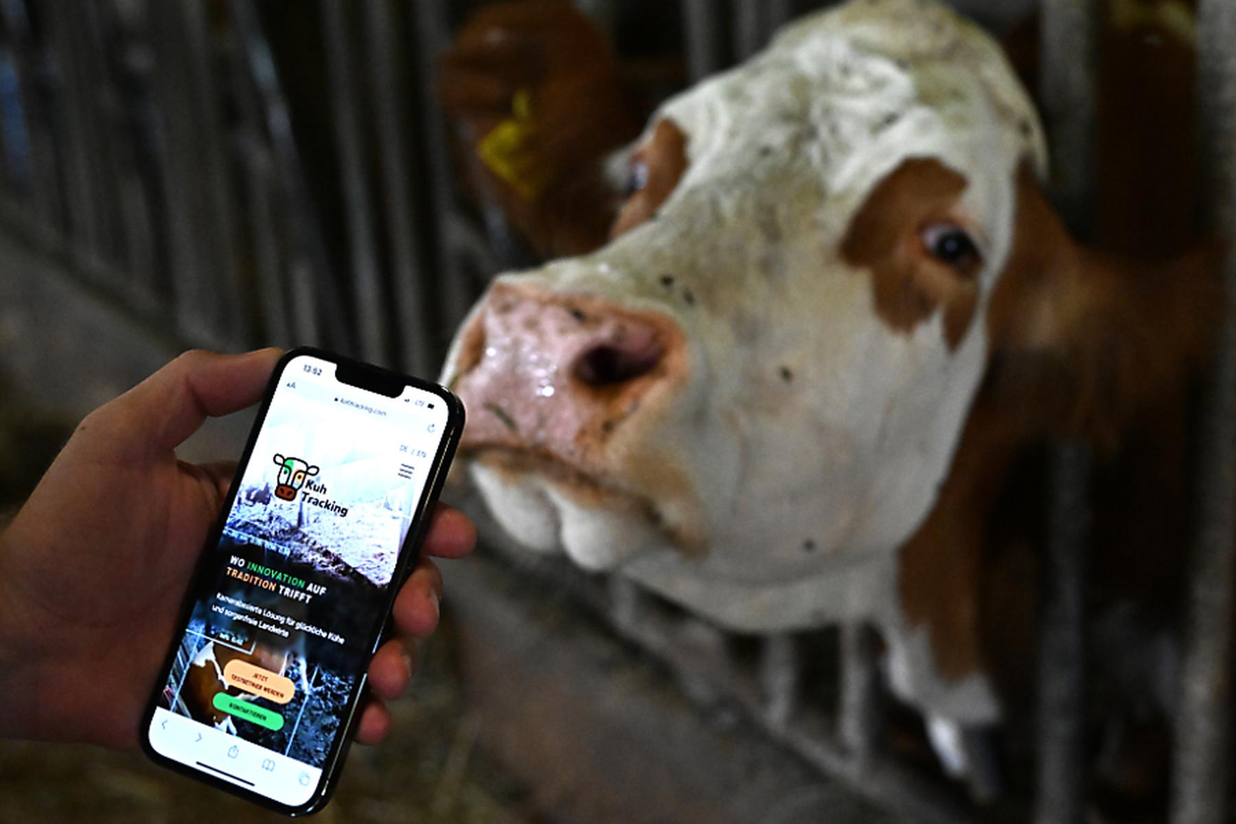 Salzburg/Saalfelden/Zell am See: Kuhtracking mit KI: App alarmiert Landwirt bei Notfällen