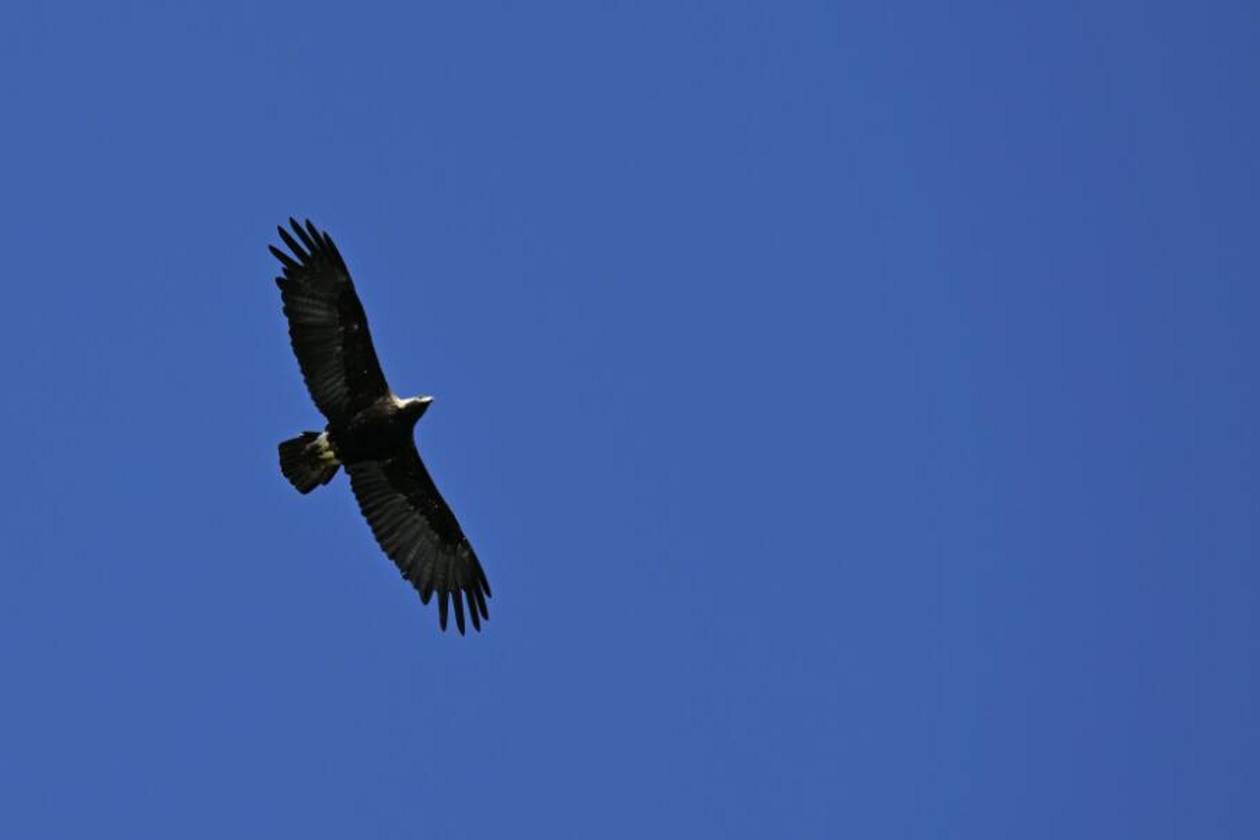 Wien: Gute Brut-Saison der Kaiseradler in Österreich