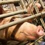 Der ÖVP-Vorschlag betrifft Schweineställe | Der ÖVP-Vorschlag betrifft Schweineställe