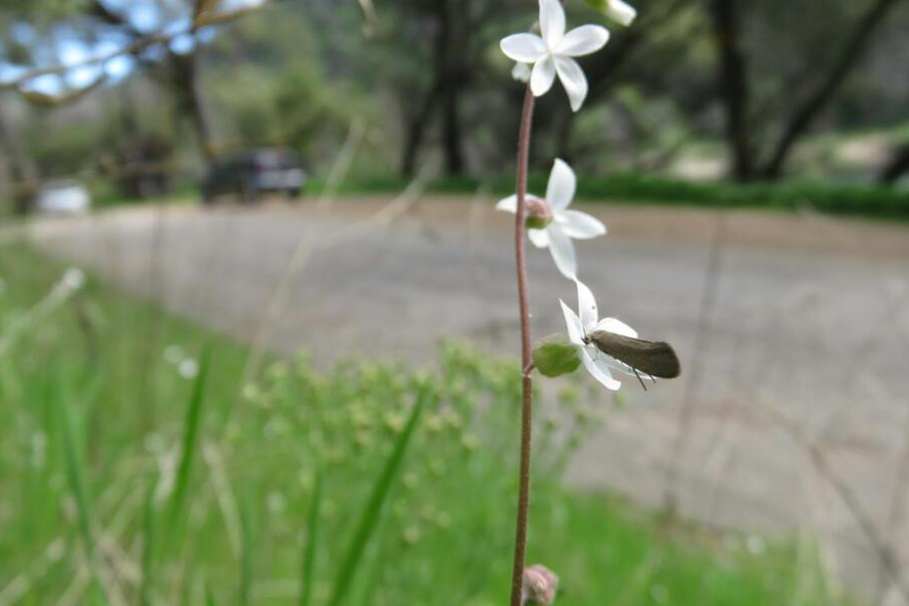 Wien/Salzburg: Gen-Doppelung macht Blüten groß, Bestäuber beeinflussen Form
