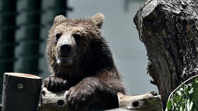 Ein Bär in einem italienischen Zoo (Symbolbild)