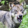 Der Wolf bleibt im Visier | Der Wolf bleibt im Visier