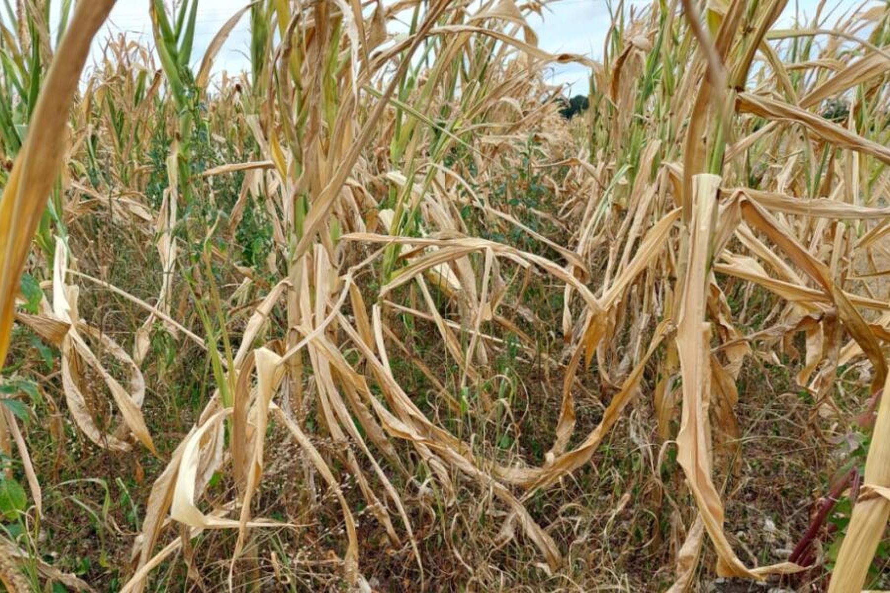 Paris: Rekord-Trockenheit im Juli in Europa und Mittelmeerraum