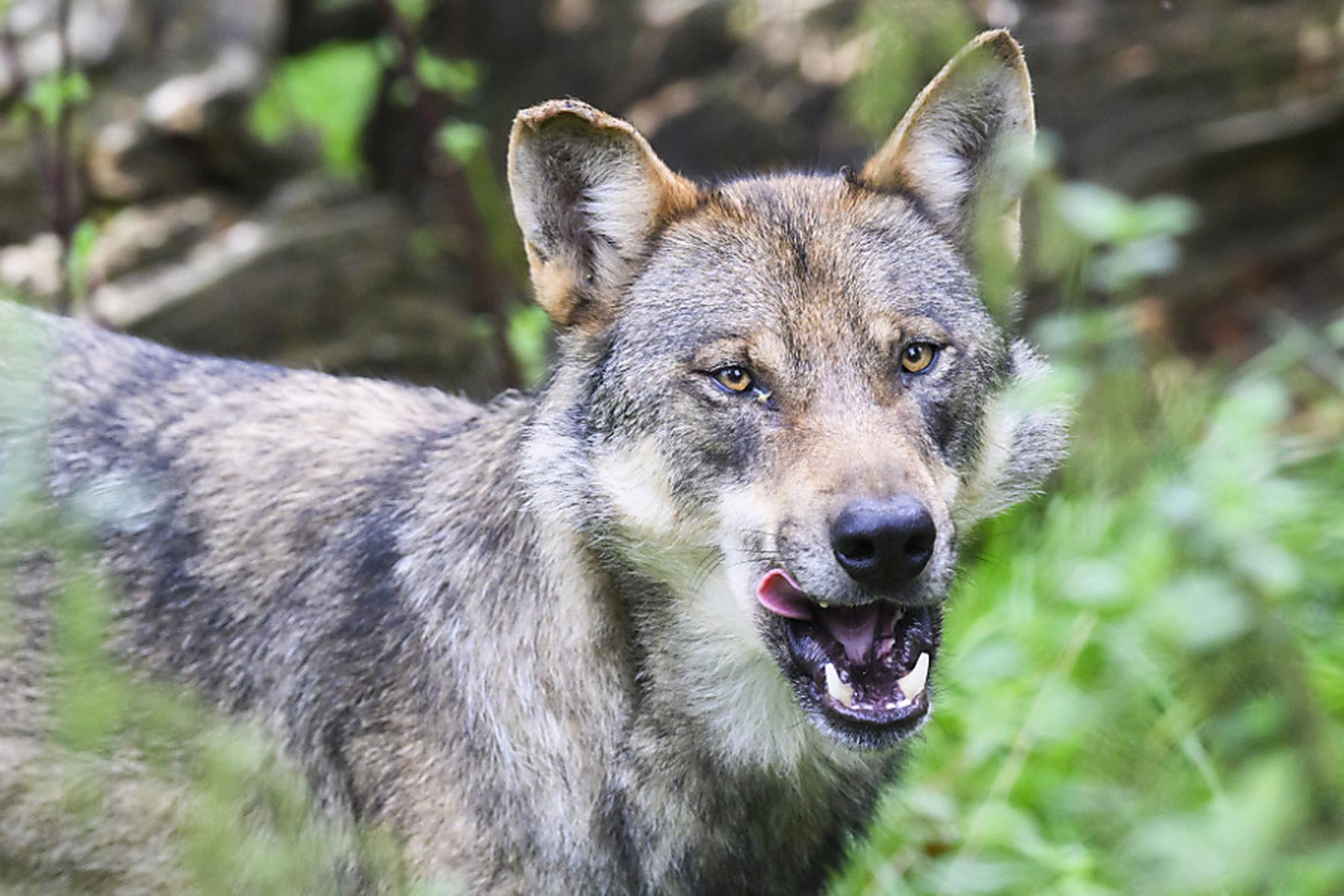 Bregenz: Wolf in Vorarlberg auf Grundlage von Verordnung geschossen