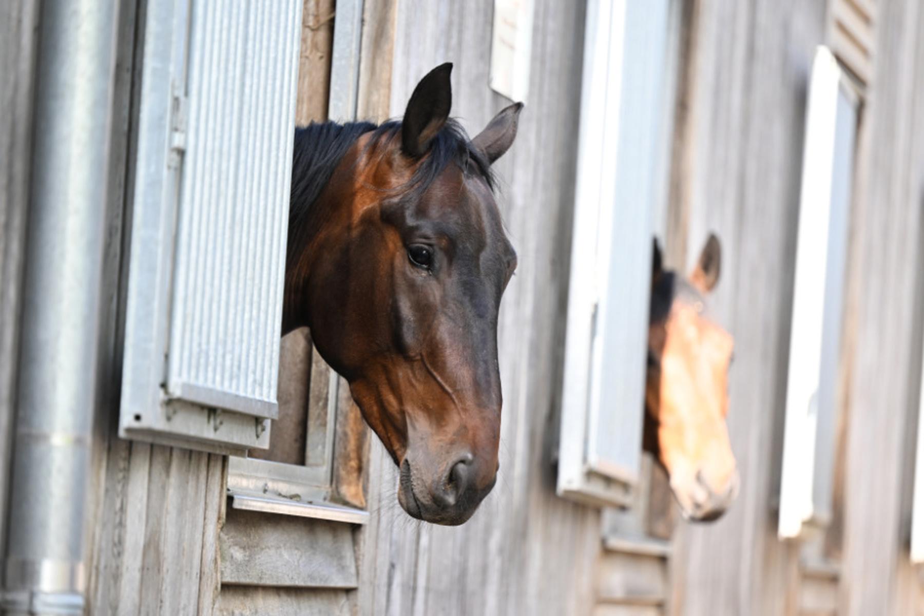 Aalborg: Dänischer Zoo wirbt um "Haustierspenden" als Raubtierfutter
