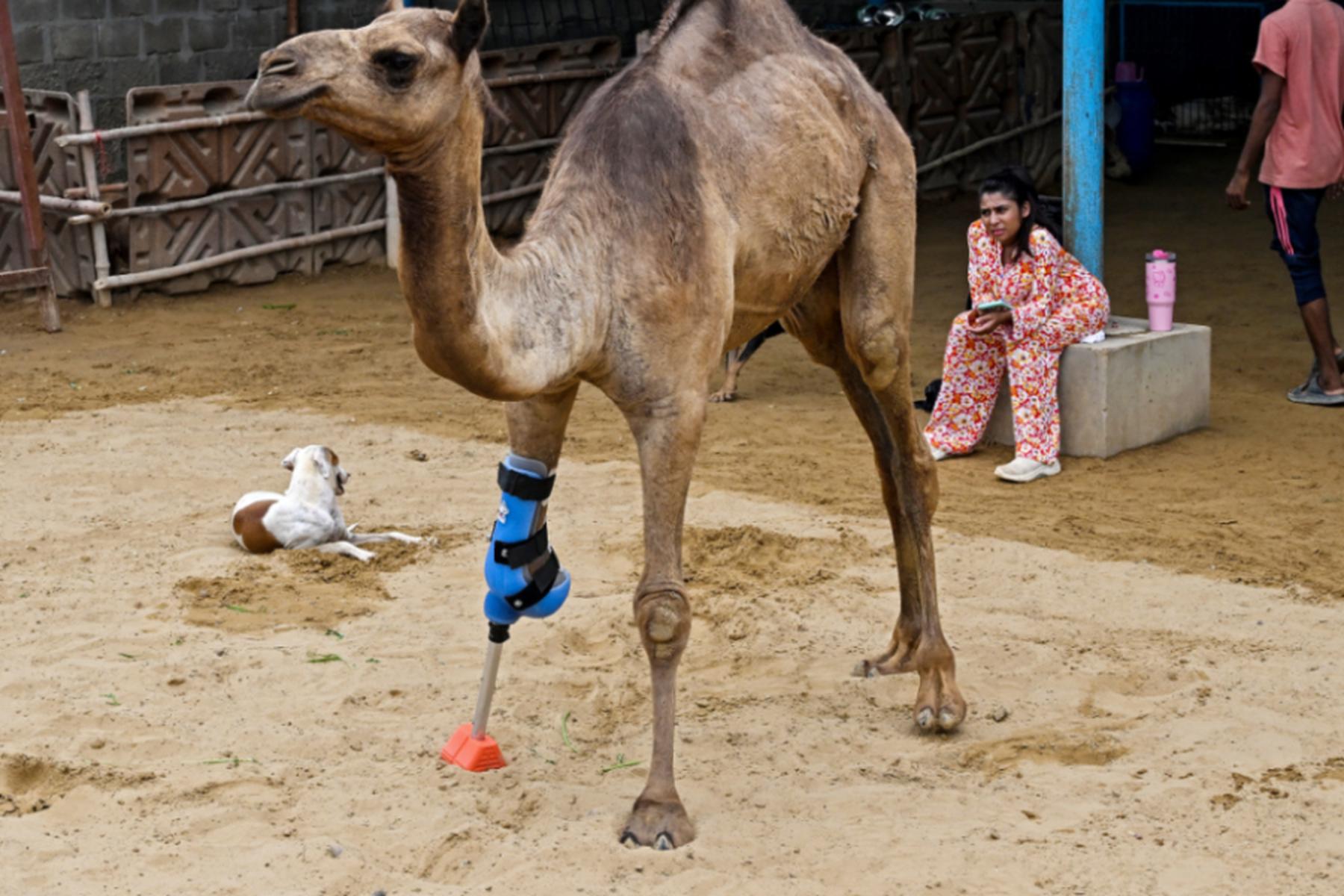 Islamabad: Kamel in Pakistan kann dank Prothese wieder laufen