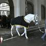 Die Hofreitschule verfügt über rund 400 Lipizzaner | Die Hofreitschule verfügt über rund 400 Lipizzaner