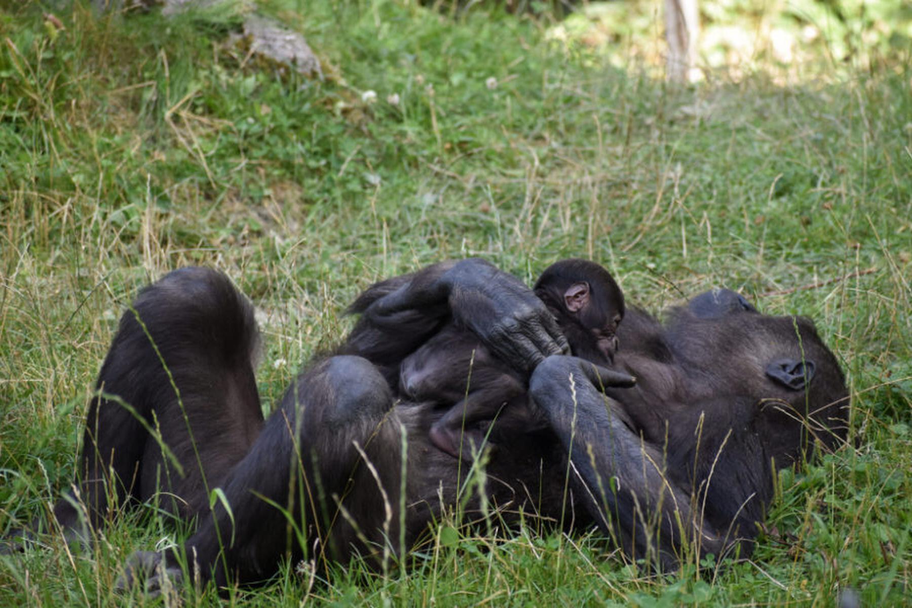 Krenglbach: Gorillababy auf erster Erkundungstour im Zoo Schmiding