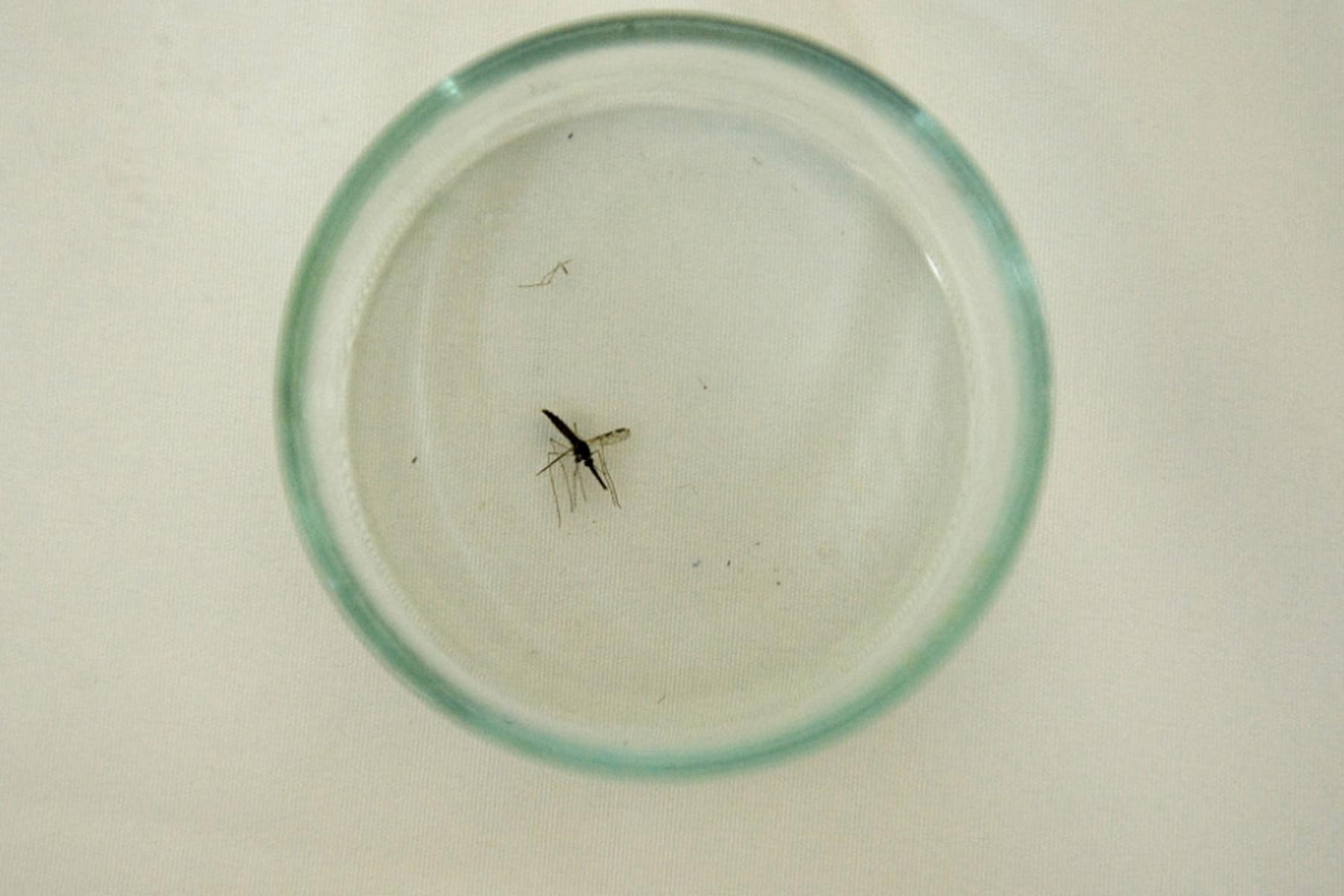 Genf: Anstieg auf 282 Millionen Malaria-Fälle weltweit im Vorjahr