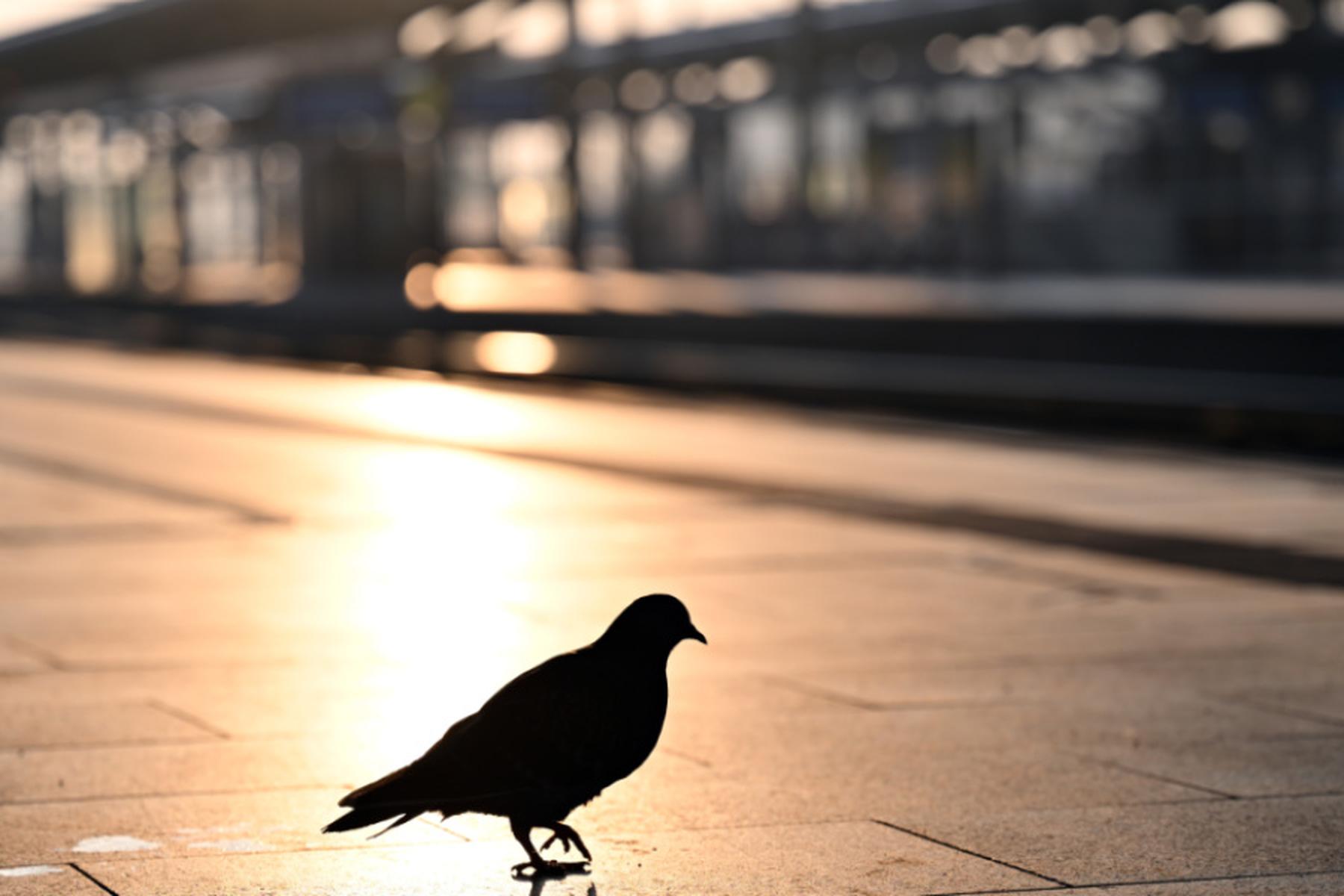 Wien/München: Forscher fanden vermutlich Fundament für Vogel-Magnetsinn