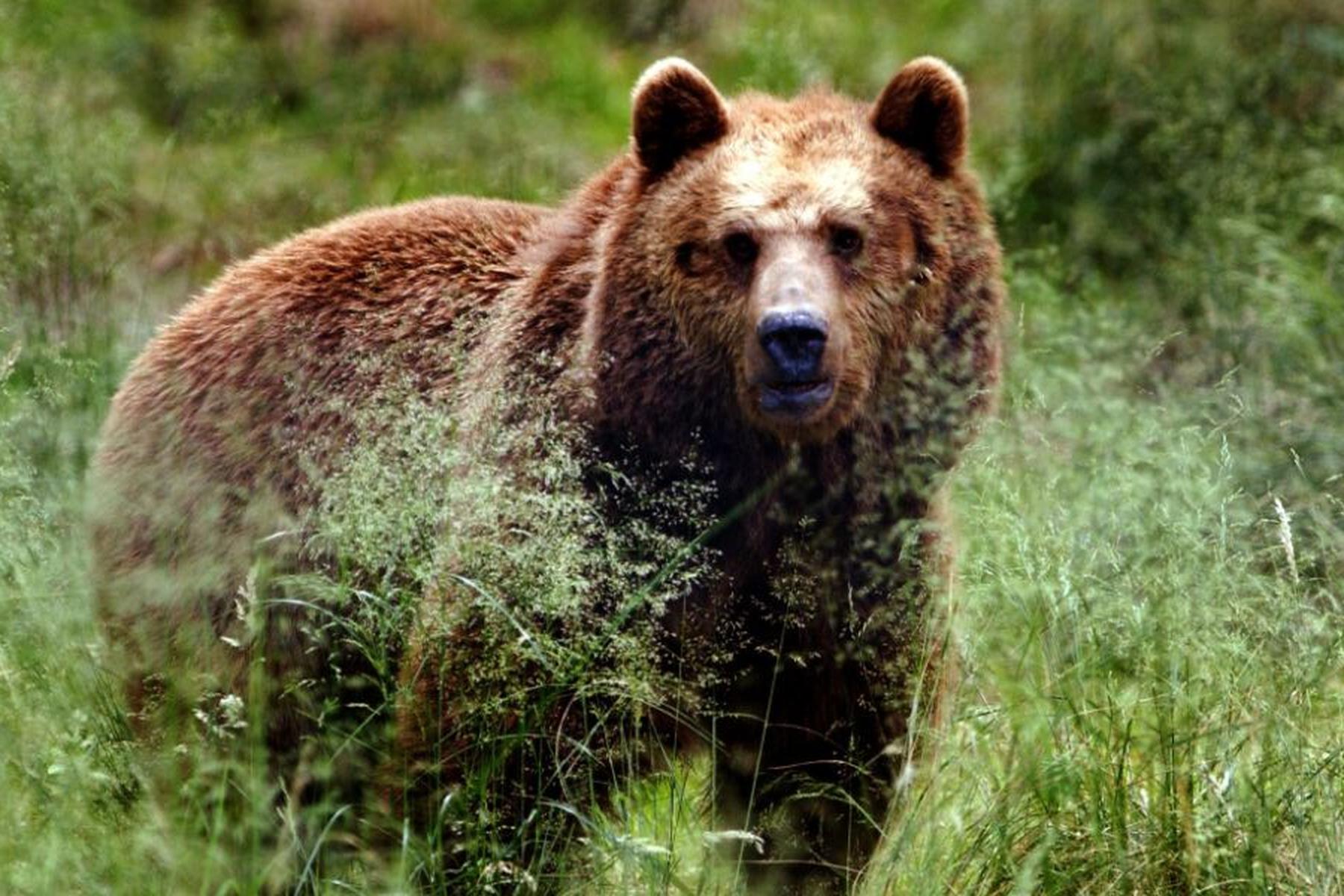 Kartitsch/Obertilliach: Bär geht in Osttirol um