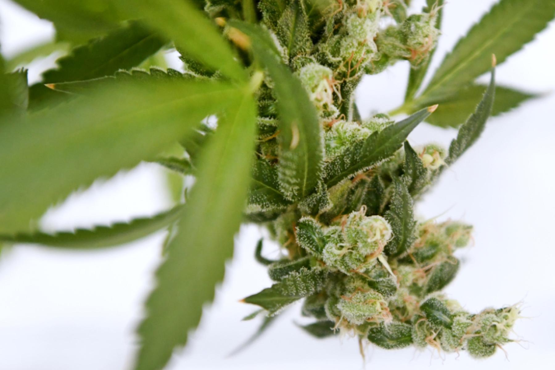 Graz: Polizei sprengte brutal agierende Drogenbande in Graz