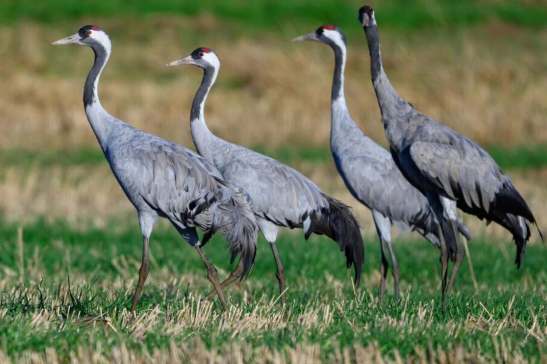 Neusiedl am See: Kraniche machen Zwischenstopp am Neusiedler See