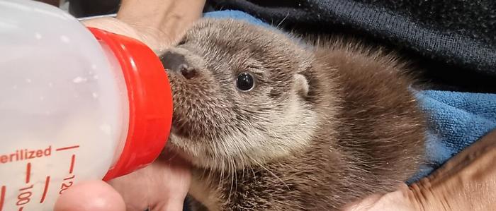 Bei den Otterbabys ist der Hunger groß | Bei den Otterbabys ist der Hunger groß