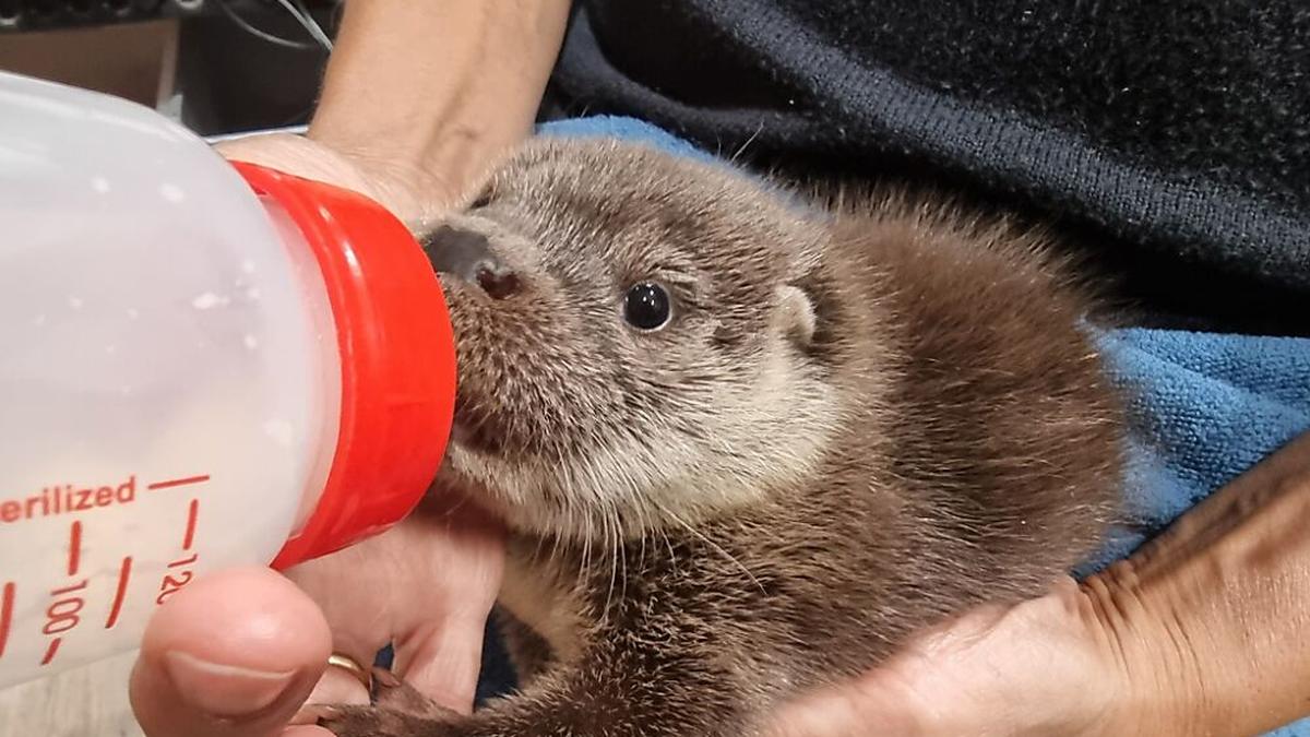 Bei den Otterbabys ist der Hunger groß | Bei den Otterbabys ist der Hunger groß